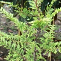 Picture of Libocedrus Plumosa