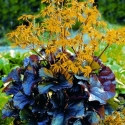 Picture of Ligularia Britt Marie Crawford