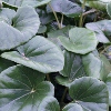 Picture of Ligularia Reniformis