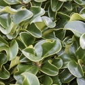 Picture of Ligustrum Rotundifolium