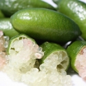 Picture of Lime Australascia STD