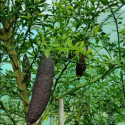 Picture of Lime Australasica Brown