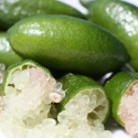 Lime Australasica Dwf Picture of Lime Australasica Dwf