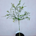 Picture of Lime Australasica Green Patio Std
