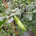 Picture of Lime Australasica Yellow Patio Std