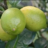 Picture of Lime Bearrs Dwarf