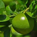 Picture of Lime Bearrs Std