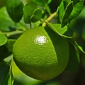 Picture of Lime Bearrs