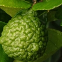 Picture of Lime Kaffir Std