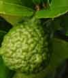 Picture of Lime Kaffir