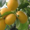 Picture of Limequat Eustis Std