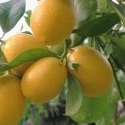 Picture of Limequat Eustis