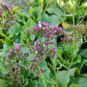 Picture of Limonium Salt Lake