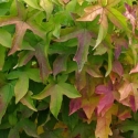 Picture of Liquidambar Gumball