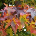 Picture of Liquidambar Palo Alto