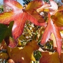 Picture of Liquidambar Rotundiloba