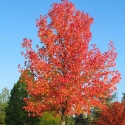 Picture of Liquidambar Stryaciflua