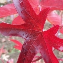 Picture of Liquidambar Vera