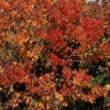 Picture of Liquidambar Worplesdon