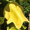 Liriodendron Allenton Gold Picture of Liriodendron Allenton Gold