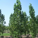 Picture of Liriodendron Arnold