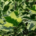 Picture of Liriodendron Snowbird