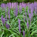 Picture of Liriope Blue Skies