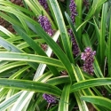 Picture of Liriope Muscari Ena