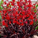 Picture of Lobelia Queen Victoria