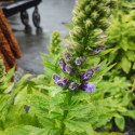 Picture of Lobelia Siphilitica Blue