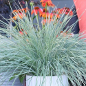 Picture of Lomandra Arctic Frost