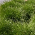 Picture of Lomandra Echidna