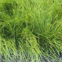 Picture of Lomandra Evergreen Baby