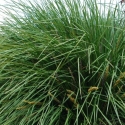 Picture of Lomandra Fine and Dandy