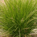 Picture of Lomandra Lime Tuff