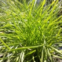 Picture of Lomandra Little Con