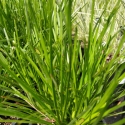 Picture of Lomandra Little Lime
