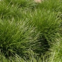 Picture of Lomandra Little Pal