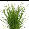 Picture of Lomandra Little Tuffy