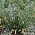 Picture of Lomandra Shara