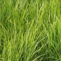 Picture of Lomandra Tanika