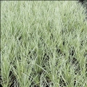 Picture of Lomandra White Sands