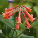 Picture of Lonicera Dropmore Scarlet