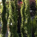 Picture of Lonicera Nitida Spiral