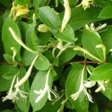 Picture of Lonicera Nitida