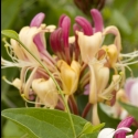 Picture of Lonicera Winchester