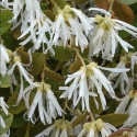 Picture of Loropetalum Blonde N Gorgeous