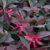 Picture of Loropetalum Burgundy Std