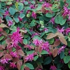 Picture of Loropetalum China Pink