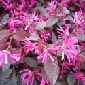 Picture of Loropetalum Firedance